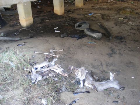 1986 Ford Bronco - Decomposing deer and debris litter the ground beneath a bridge structure.