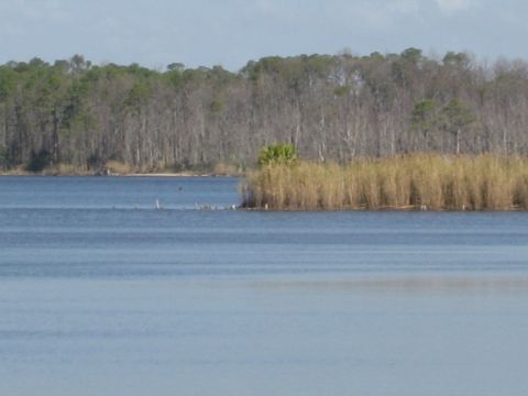 1986 Ford Bronco - A tranquil lake scene with tall reeds and a dense forest bordering the water under a clear sky.