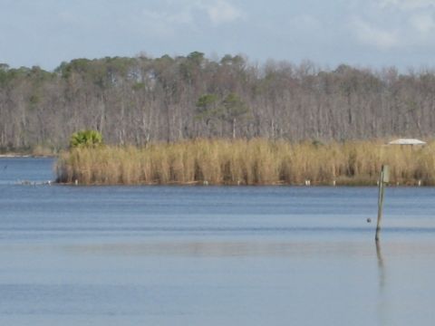 1986 Ford Bronco - A body of water with reeds and trees in the background.