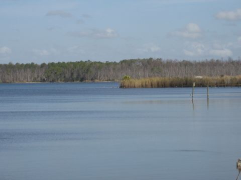 1986 Ford Bronco - A waterfront view calm blue water, a dense line of trees, and tall reeds along the shore under a partly cloudy sky.