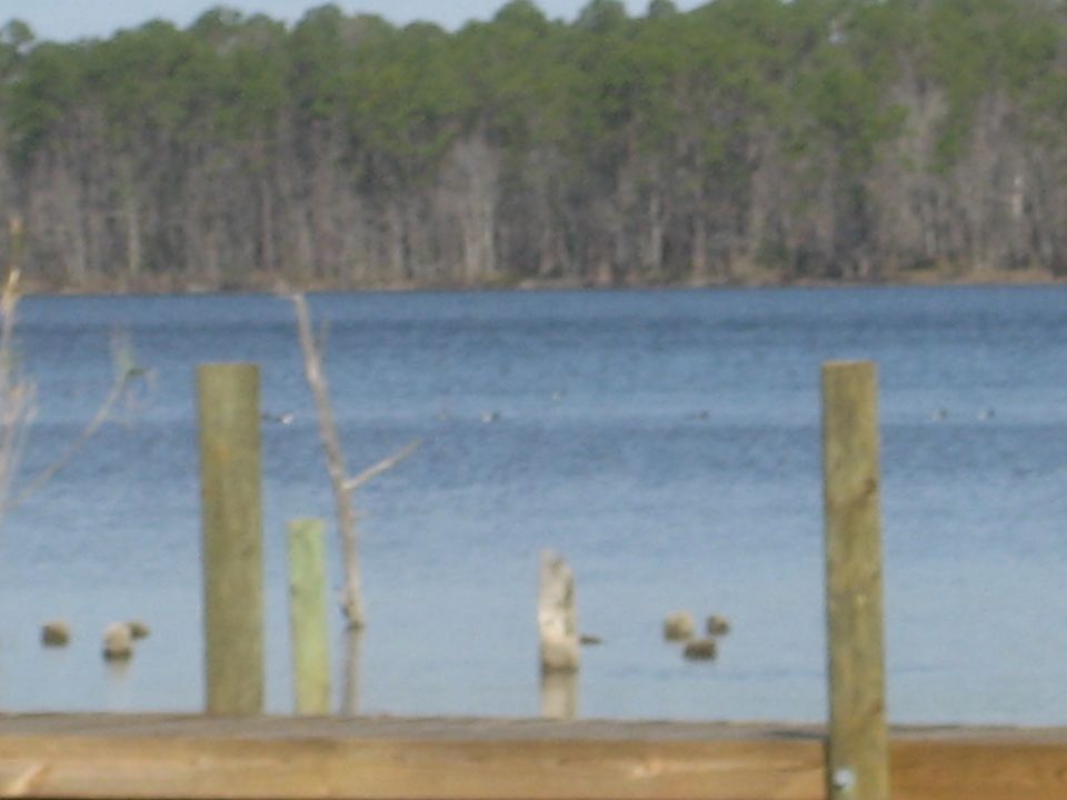 Water scene with wooden posts and trees in background