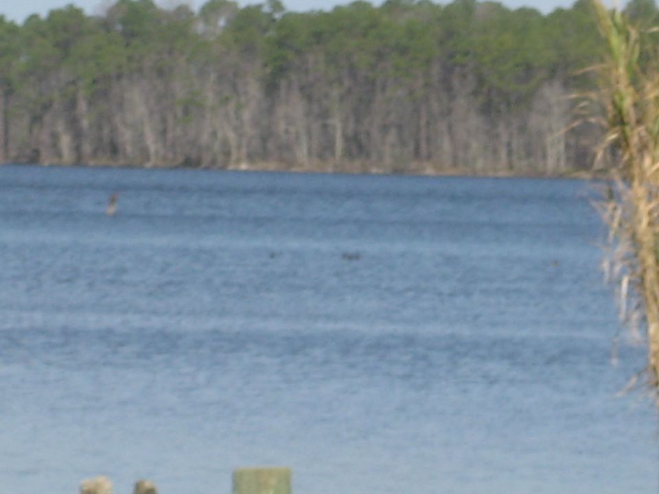 Water with a line of trees in the background and reeds on the right