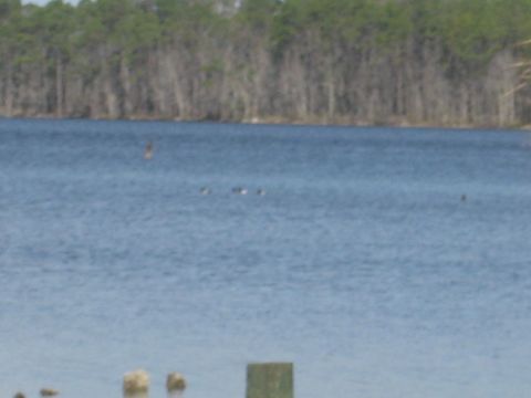 1986 Ford Bronco - A flock of ducks is visible on the water, with a treeline in the distance.