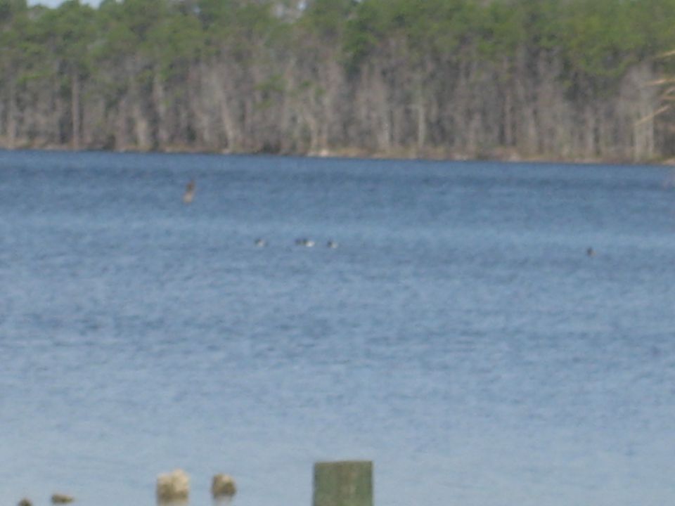 Ducks swimming on a blue lake with trees in the background