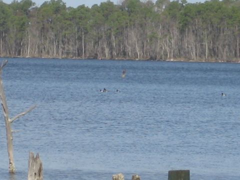 1986 Ford Bronco - A flock of ducks and a bird in flight are visible on the water, with a treeline in the distance.