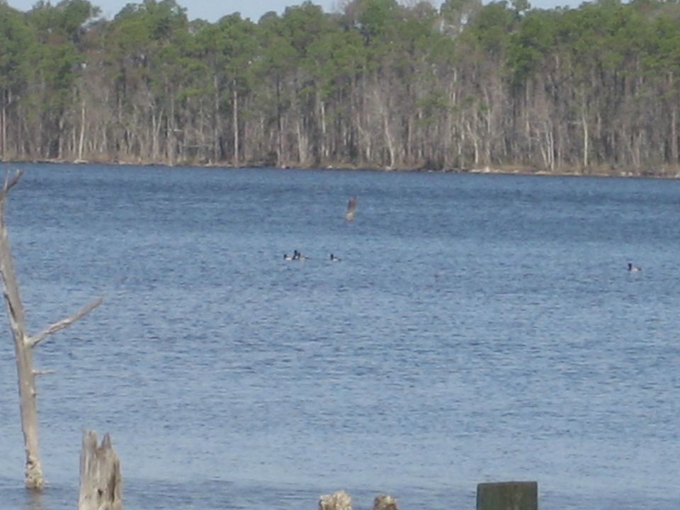 Ducks swim on blue water with a bird flying overhead, trees in background