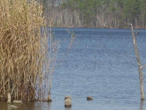 1986 Ford Bronco - A tranquil lake scene with tall reeds and a group of ducks swimming in the water.