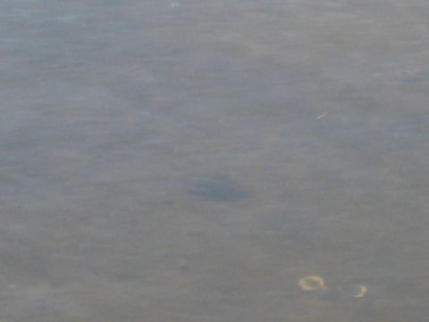 1986 Ford Bronco - A dark object is submerged in murky water, with two circular, light-colored objects also visible in the water.