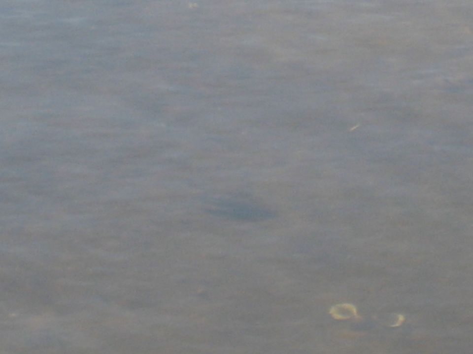 Dark shape submerged in murky water with two light-colored rings visible