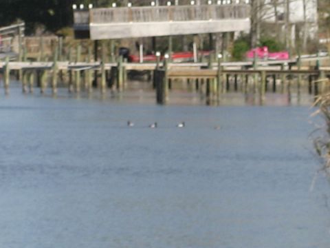 1986 Ford Bronco - A group of ducks are swimming in the water near a dock with several boats moored.