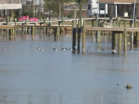 1986 Ford Bronco - A flock of ducks are swimming in the water near a series of wooden docks, with buildings and trees in the background.