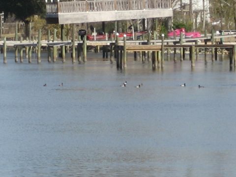 1986 Ford Bronco - Several ducks are swimming in the water near a wooden dock structure with boats tied up.