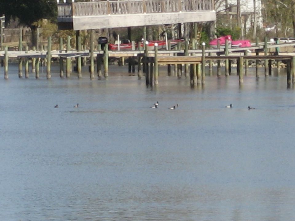 Ducks swimming in water near a wooden dock with boats