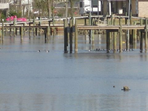1986 Ford Bronco - A flock of ducks navigates the water near a weathered wooden dock structure.