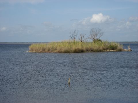 1986 Ford Bronco - A small island covered in reeds and sparse trees sits in the middle of a body of water.