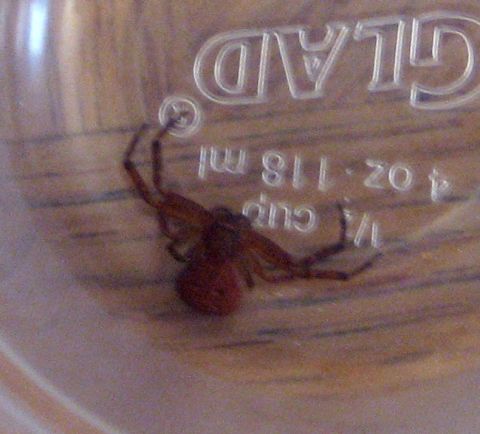 1986 Ford Bronco - A spider is visible inside a plastic container with measurement markings and the GLAD logo.