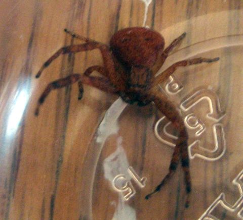 1986 Ford Bronco - A close-up view of a brown spider resting on a textured surface, possibly a plastic container.