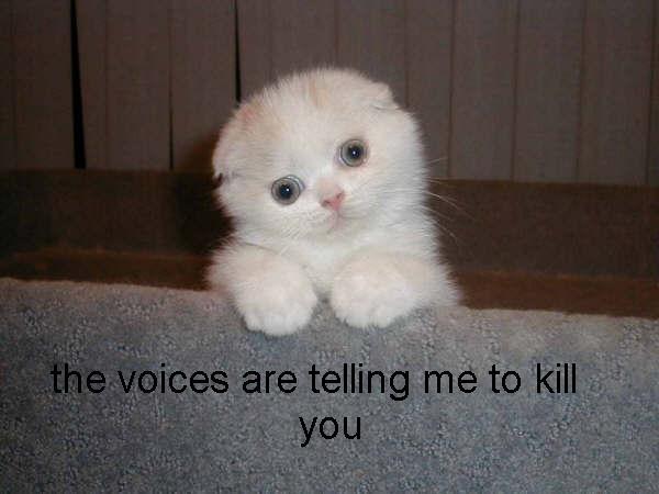White kitten with blue eyes on a textured surface