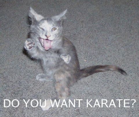 1989 Ford Probe - A kitten appears to be practicing karate moves on a carpeted floor, with text overlay.
