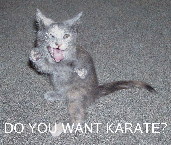 Kitten on carpet, looking like it's doing karate, with text 'DO YOU WANT KARATE?'