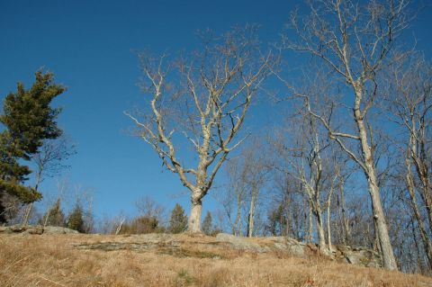 2001 Yamaha WOLVERINE - A landscape scene deciduous trees with no leaves, set against a bright blue sky.