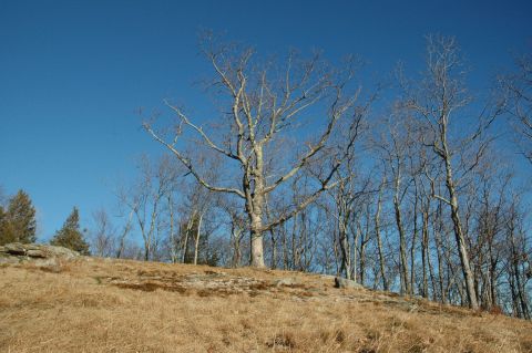 2001 Yamaha WOLVERINE - A landscape scene with bare trees and dry grass under a clear blue sky.