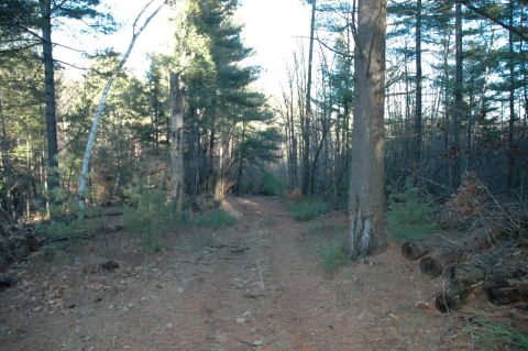 2001 Yamaha WOLVERINE - A dirt path winds through a dense pine forest, with logs piled to the side.