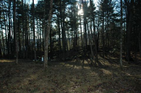 2001 Yamaha WOLVERINE - A sun-dappled forest floor with tall trees and a small body of water visible in the distance.