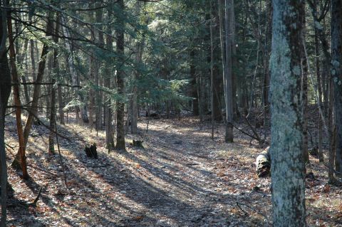 2001 Yamaha WOLVERINE - A sun-dappled forest path winds through dense trees, covered in fallen leaves.