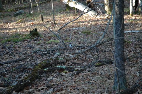 2001 Yamaha WOLVERINE - A small bird stands among fallen leaves and branches in a sun-dappled forest clearing.