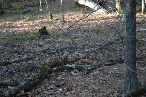 2001 Yamaha WOLVERINE - A small bird is seen on the forest floor amidst fallen branches and leaves.
