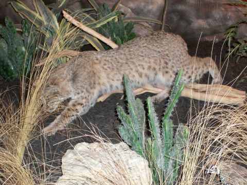 2000 Ford Crown Victoria - A bobcat is depicted in a diorama with desert plants and dry grass.
