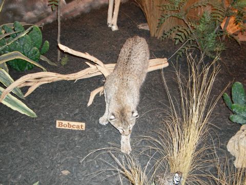2000 Ford Crown Victoria - A taxidermied bobcat is displayed in a desert-themed diorama, complete with cacti and dry grasses.