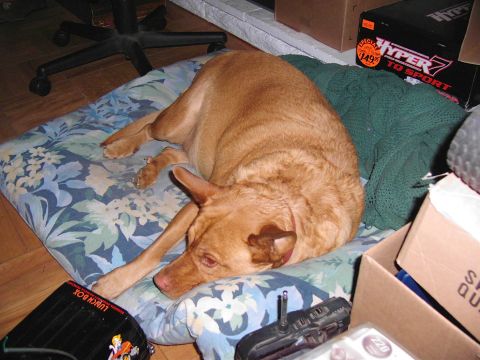 1993 Ford Bronco - My useless dog. She did like chasing it until it turned on her.