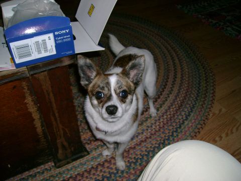 1989 Ford Bronco - A small dog with white and brown markings looks at the camera while standing on a rug next to a Sony Cyber-shot box.