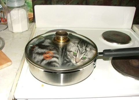 1988 Ford E250 - A cat is hiding inside a pot on a kitchen stove.