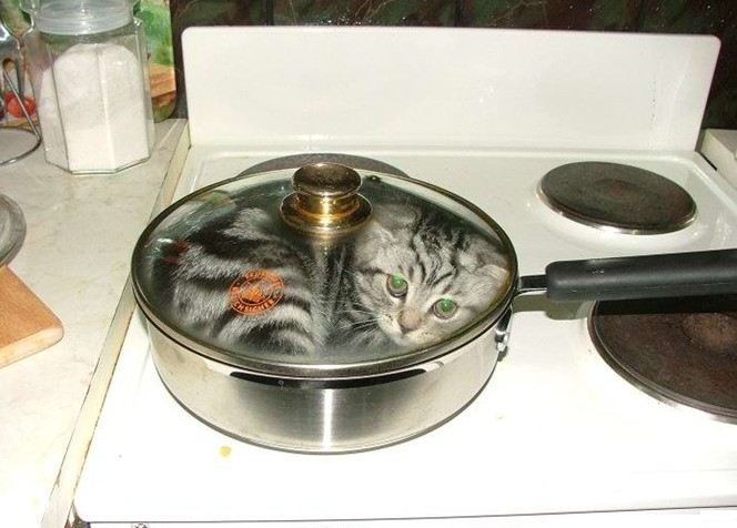 Silver tabby cat sitting inside a covered frying pan on a kitchen stove
