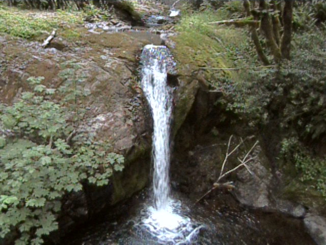 Small waterfall flowing over mossy rocks into a pool in a green forest