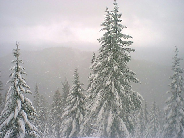 Snow-laden evergreen treetops with hazy mountains and falling snow behind