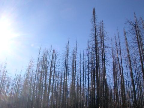 1984 Ford Bronco - A landscape of dead trees under a clear blue sky, with the sun shining brightly.