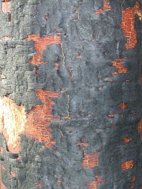 1984 Ford Bronco - Texture of burnt tree bark reveals intricate patterns of black char and exposed orange wood underneath.