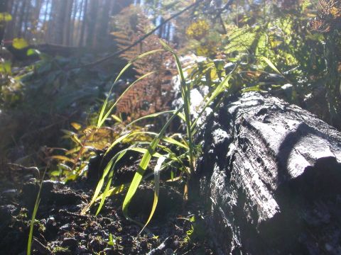 1984 Ford Bronco - A forest scene with a large fallen log and surrounding vegetation.