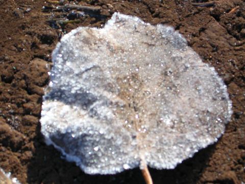 1984 Ford Bronco - A close-up shows a leaf with frost crystals sparkling on its surface, resting on damp soil.