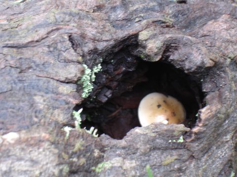 1984 Ford Bronco - A mushroom peeks out from a hollow in a log, with the Supermotors logo visible in the corner.