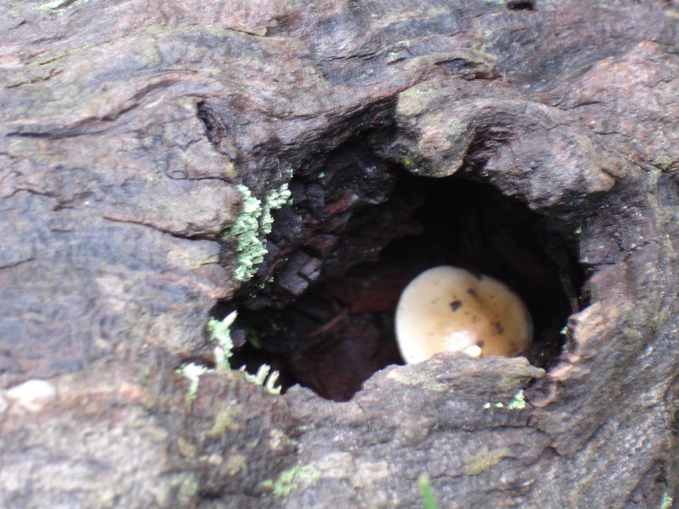 Mushroom in hollow log with Supermotors logo