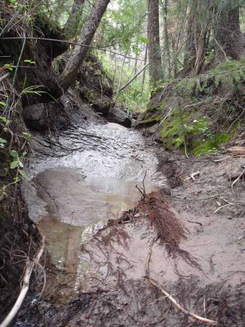 1984 Ford Bronco - A muddy stream flows through a wooded area with exposed roots and fallen branches.