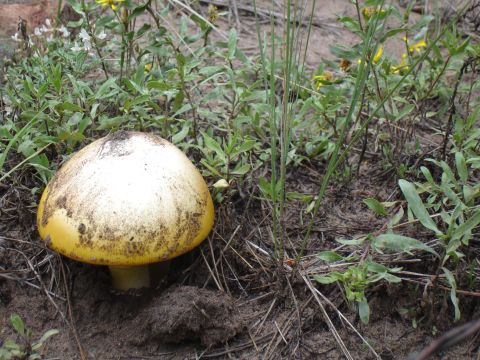1984 Ford Bronco - A mushroom grows from the soil surrounded by vegetation.