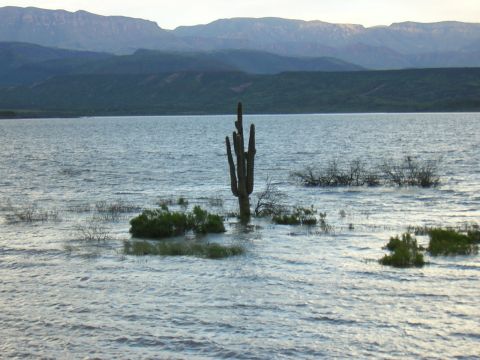 1984 Ford Bronco - A lone saguaro cactus emerges from a body of water, with mountains visible on the horizon.