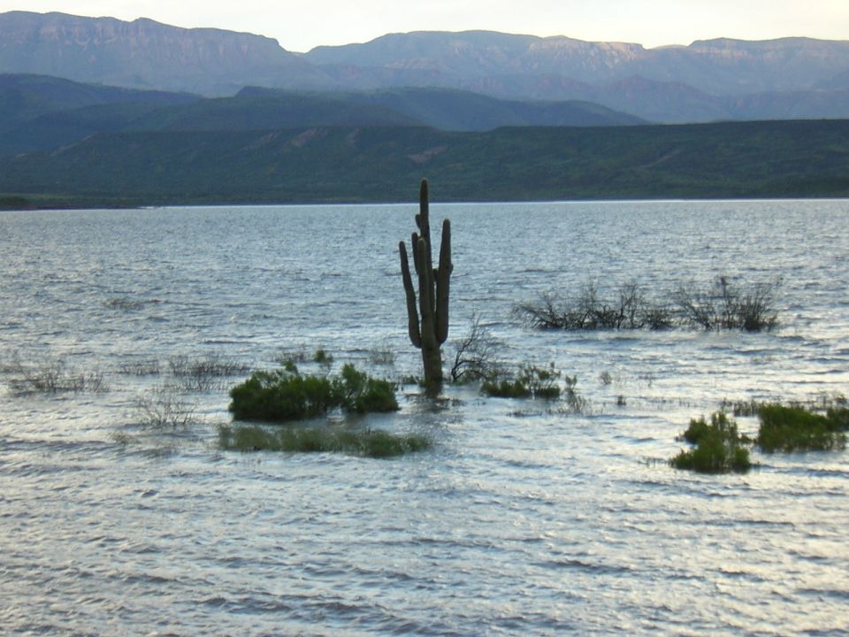 Saguaro cactus standing in flooded desert lake water with mountains behind
