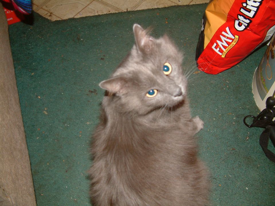Fluffy gray cat on green carpet looking up, with a bag of FMV cat litter nearby